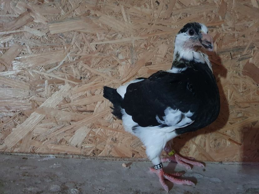 22 - 10319 - Pui 2022