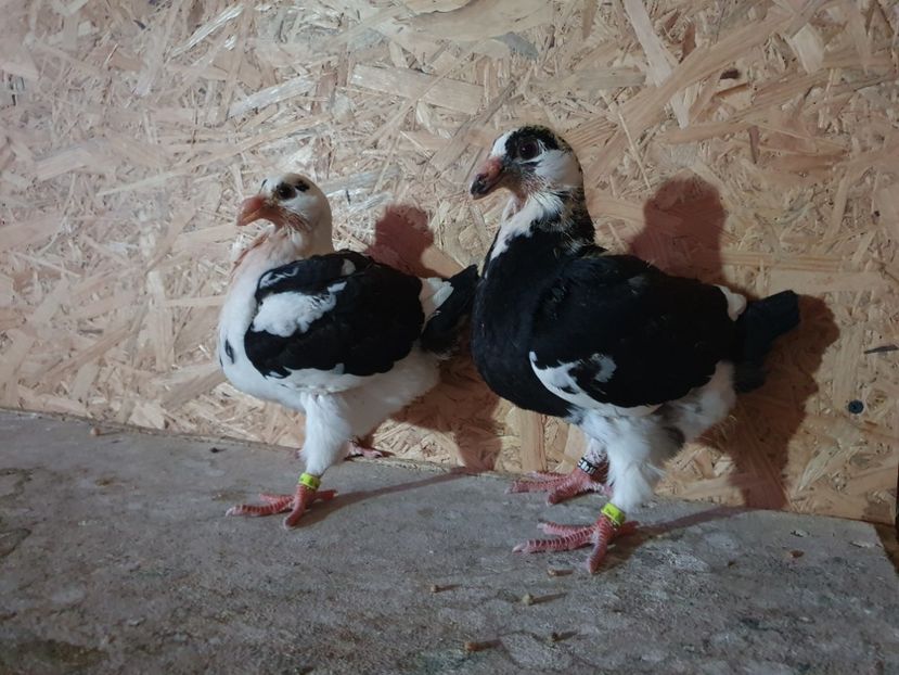 Frați de cuib - Pui 2022