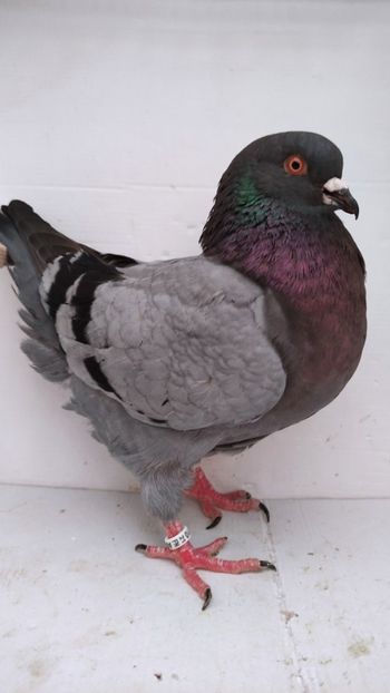 F 2021 vanduta - De vanzare kingi