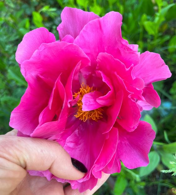 8A5C89FF-22D2-4D10-B4BB-E9713BE2001B - Bujor