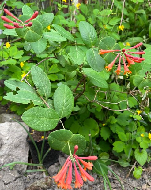 3049A05C-0F80-4EF4-9CDA-97E19106D0CF - Arbuști 2021-2023