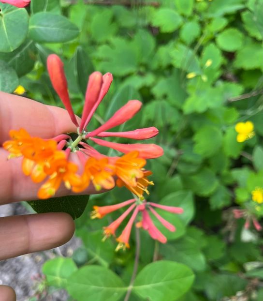 7B5EFA2D-3303-45FF-83DC-7579EE421E73 - Arbuști 2021-2023