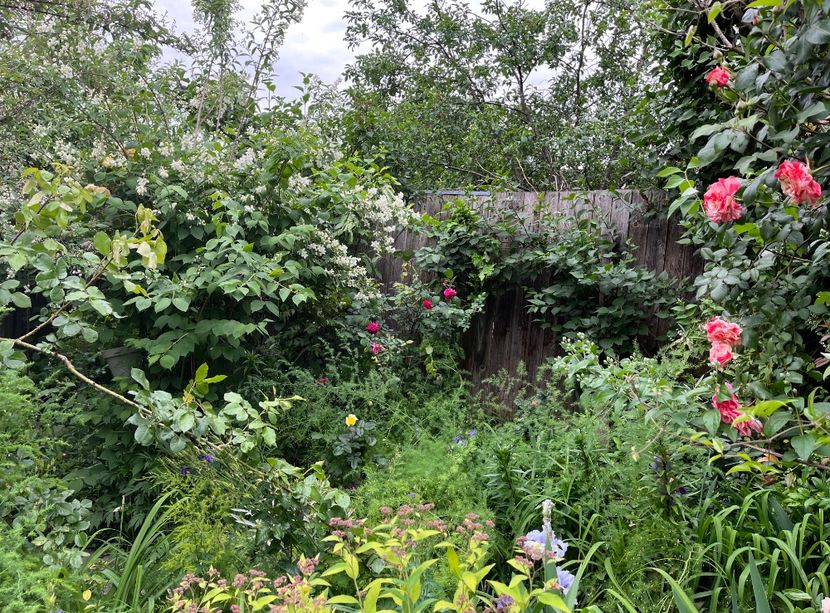 A87FD5AB-5EDB-487E-92A5-70E6E0644571 - Trandafiri 2022