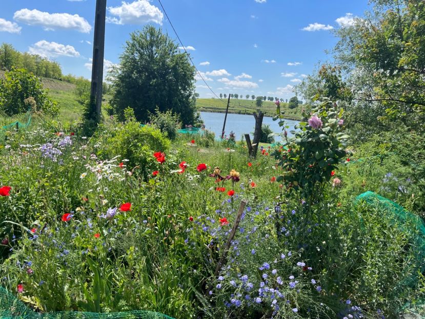 948C741A-48DB-4FE7-9DFC-EBA2AC3F8502 - Trandafiri 2022