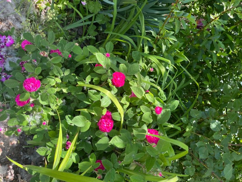 0A706772-BFC0-4B2E-B34A-62A4ED23EED4 - Trandafiri 2022