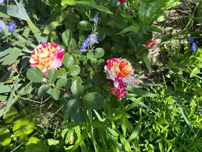 6EAE6A1F-E852-42B1-B4AC-B04789DED371 - Trandafiri 2022