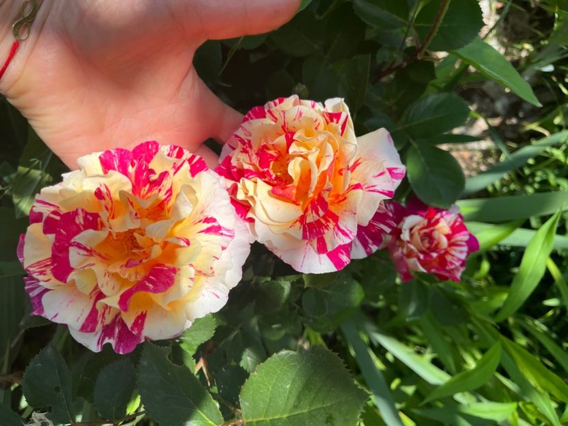 ADB1DAB1-722E-4CD2-8CDA-A1BE01DAEB49 - Trandafiri 2022