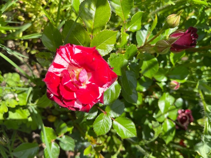 408D4D21-3566-4BB9-AF63-CDEB0DA72E9A - Trandafiri 2022