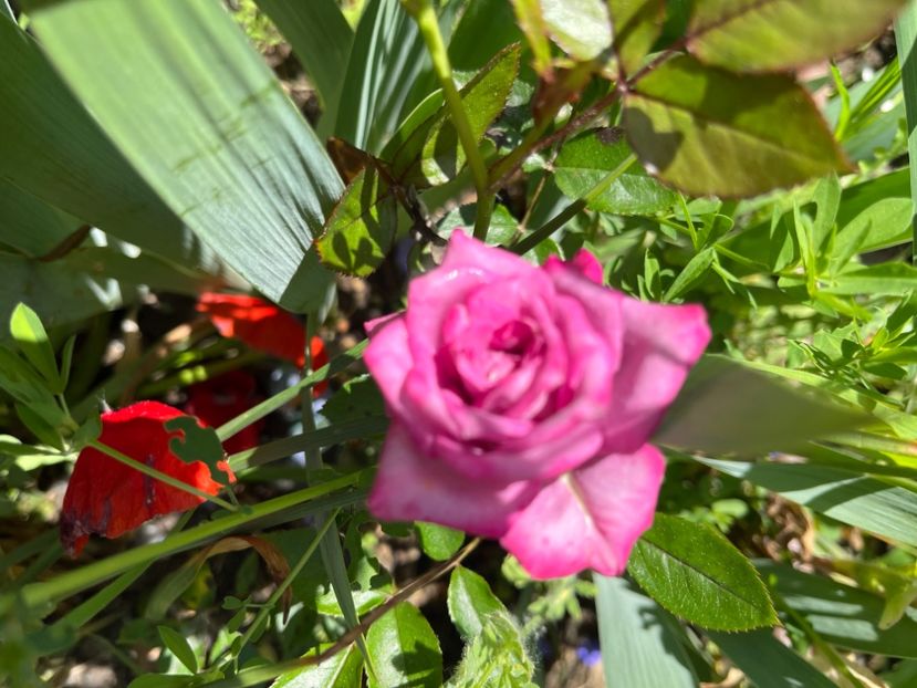 95D70E8D-1279-463B-99A4-85498F4AC437 - Trandafiri 2022