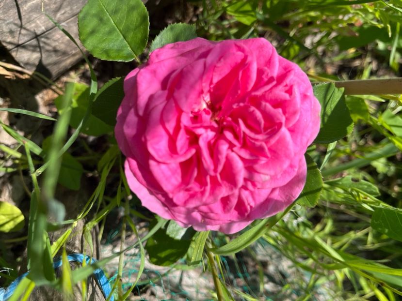 6F75DAF8-CCB7-41DA-A1A3-BDBBEE61CFF3 - Trandafiri 2022