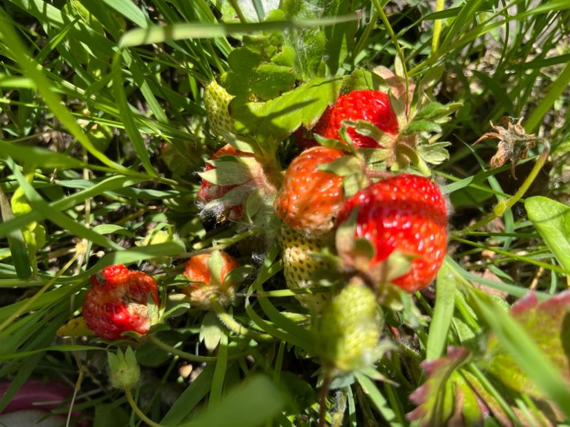 C44810A3-9A67-40CF-A28E-311B21B46E08 - Trandafiri 2022