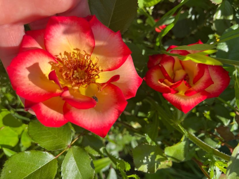 751042AB-92DC-4390-8142-03DFC0F4A6EA - Trandafiri 2022