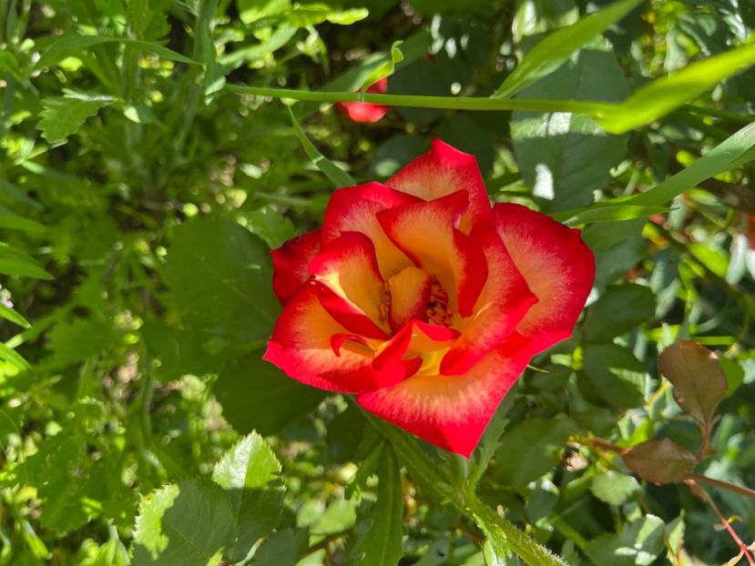 940B6E48-FA0B-4D31-996C-3B5A6A8781A6 - Trandafiri 2022