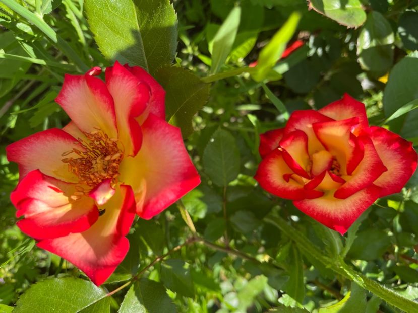 C14E5AC0-0146-4864-B66D-D649892ECD8E - Trandafiri 2022