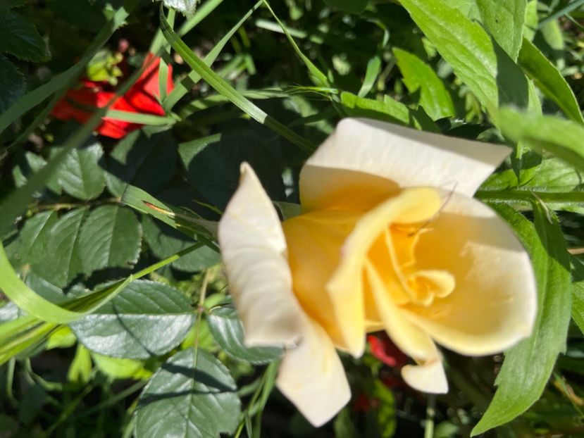 F5544213-767E-45DB-972A-54E020DC5D72 - Trandafiri 2022