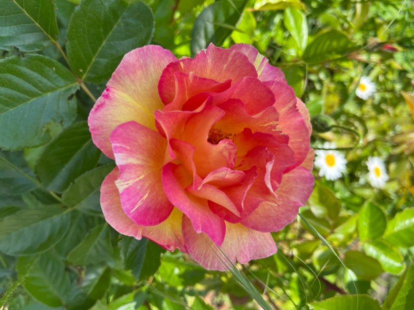 D052E39E-6BD1-4A5D-AD04-E70632183DB1 - Trandafiri 2022