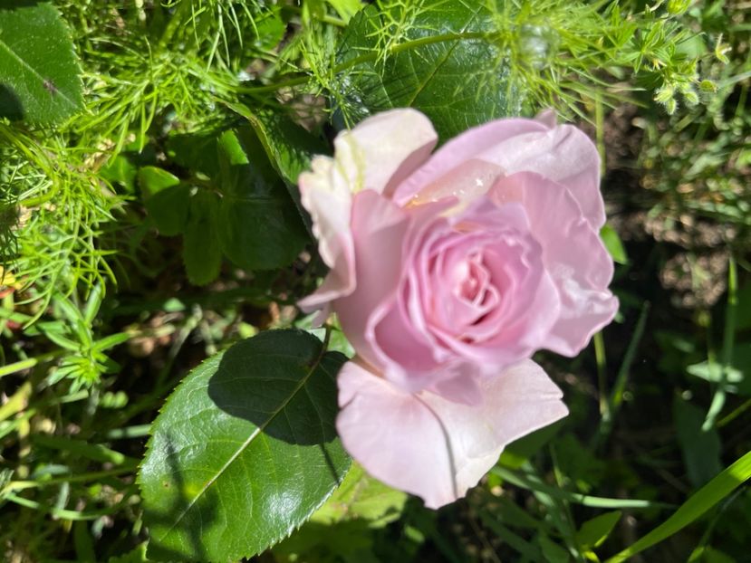 15D78870-DBF1-4DA2-A9C2-4F3C1F1A5415 - Trandafiri 2022