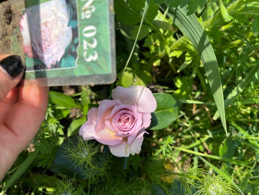 B328D834-7AEA-4DE9-A156-59B8EB71BFDC - Trandafiri 2022