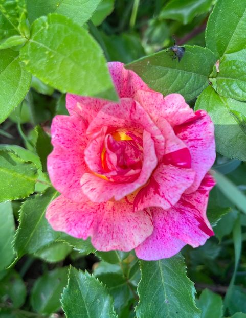 4FA7D44F-0B8B-40B1-BD3D-C6508CAA3C94 - Trandafiri 2022