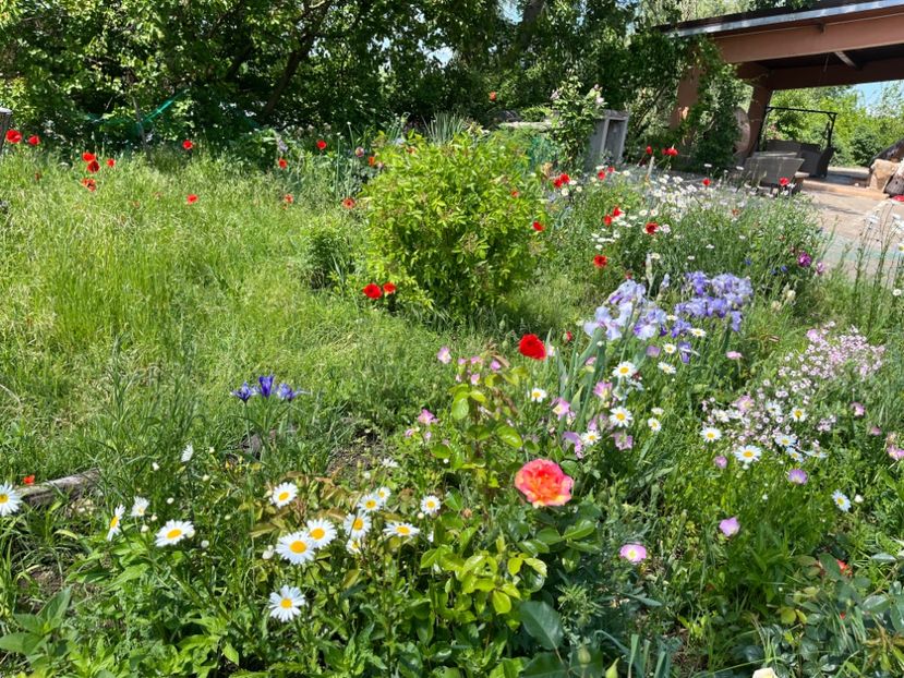 0F534D73-C9C2-4070-A1DF-0A06F5027C7C - Trandafiri 2022