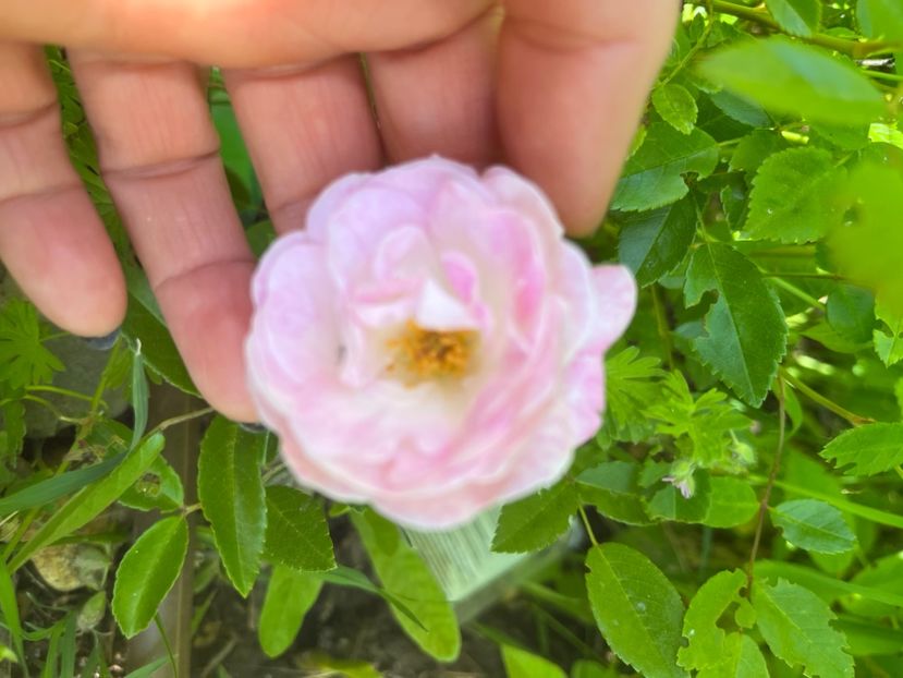 E98BCBD8-3298-40CA-B078-974ECAF41E48 - Trandafiri 2022