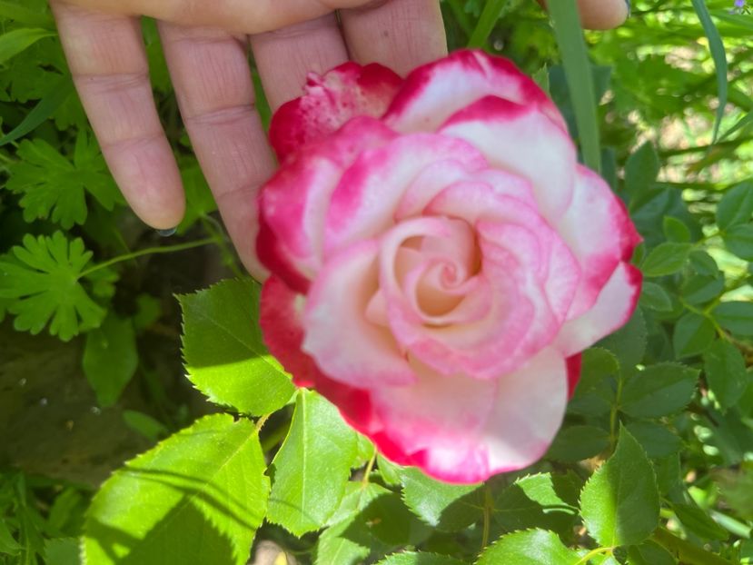 78D73A27-B322-48A9-9D3B-EC203EC1435D - Trandafiri 2022