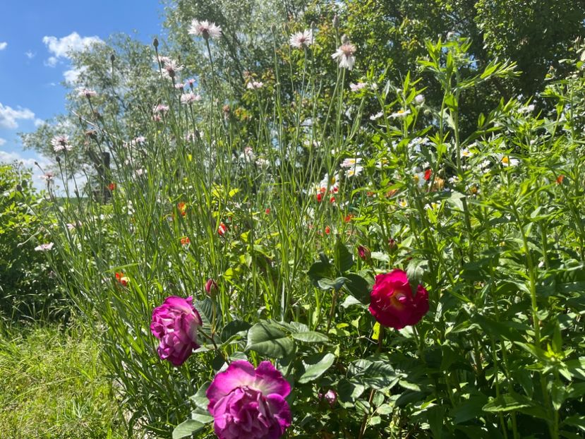 B2E885EE-114D-4159-A03E-B89BB7459DF8 - Trandafiri 2022