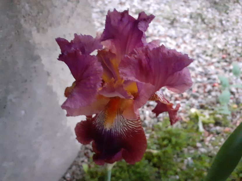  - Iris 2022