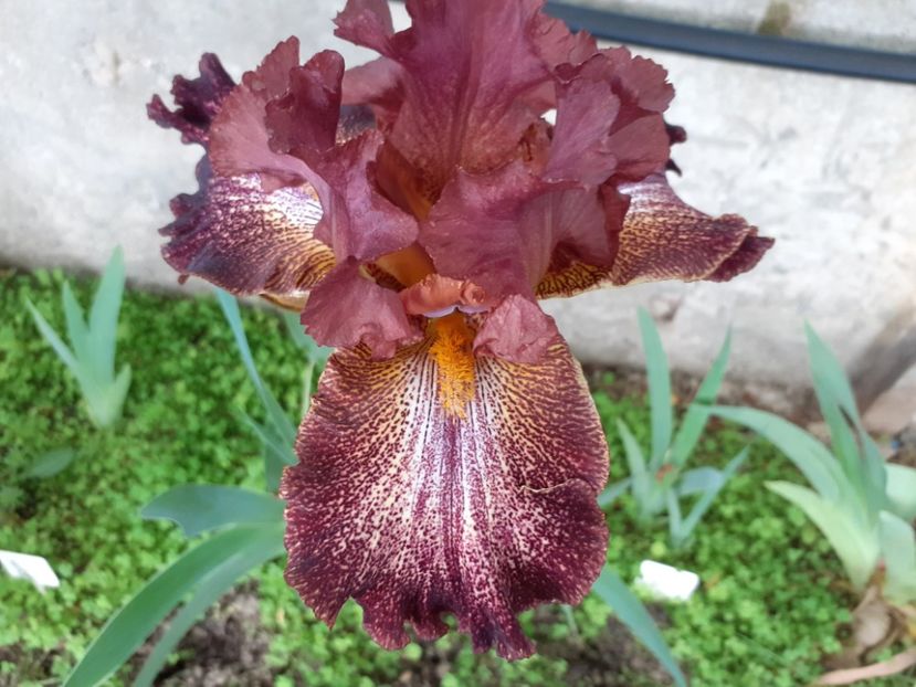 Bronco brown - Iris 2022
