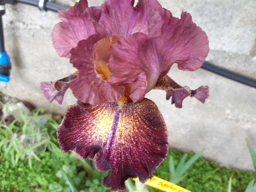Columbia the gem - Iris 2022