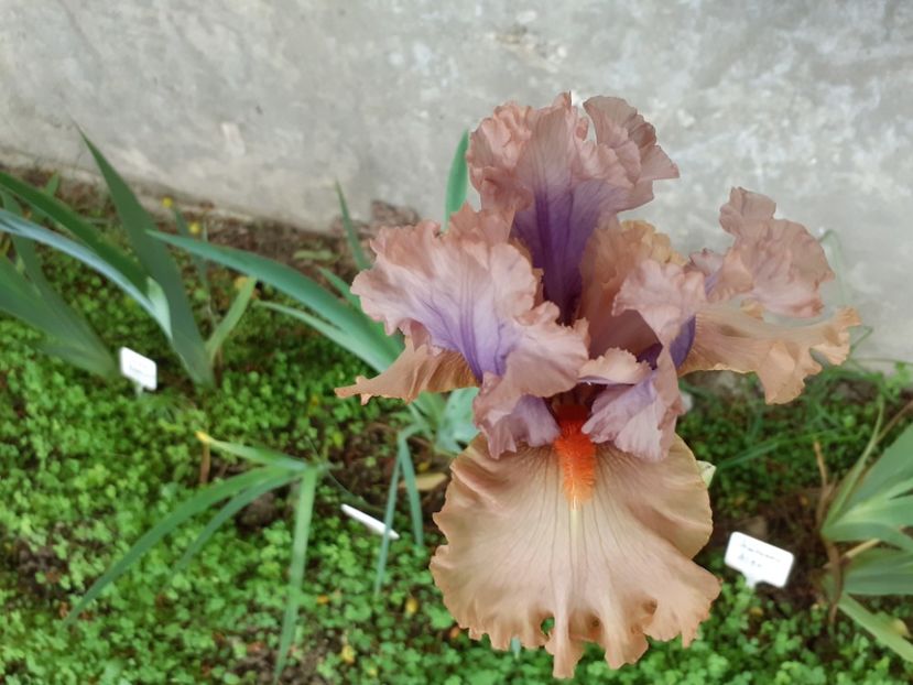Tempesto - Iris 2022