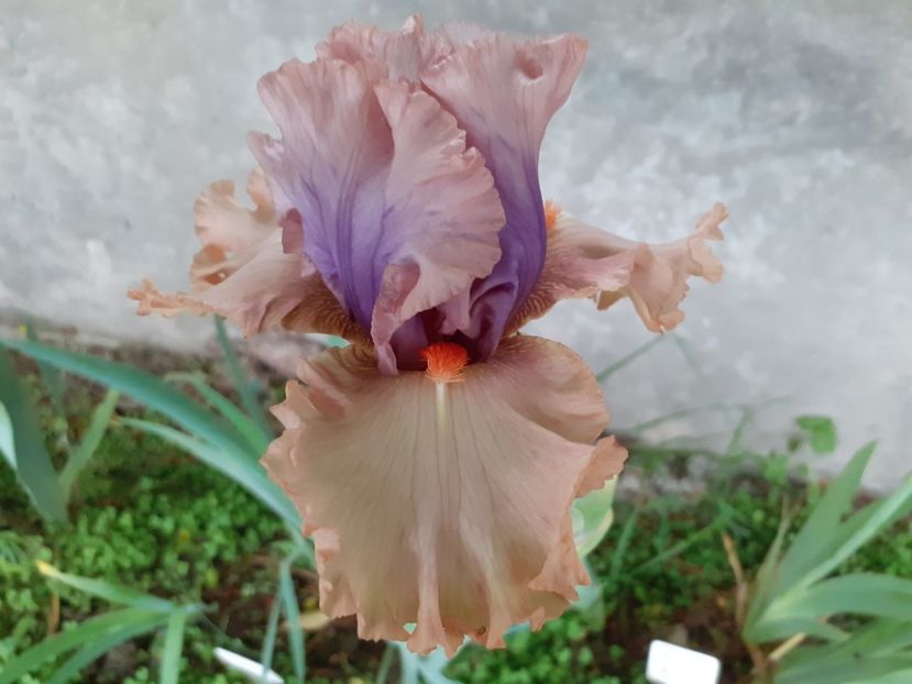  - Iris 2022
