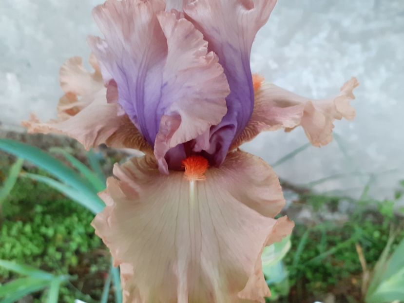  - Iris 2022