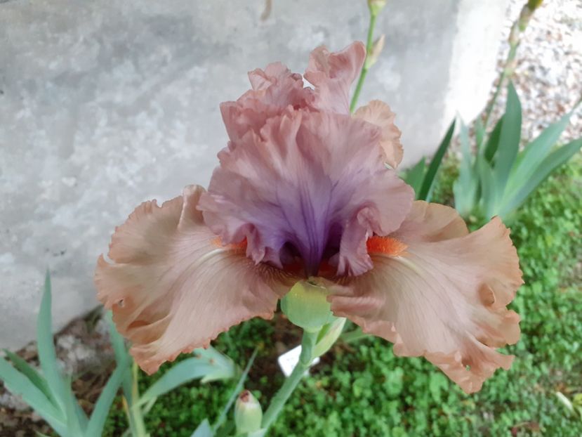  - Iris 2022