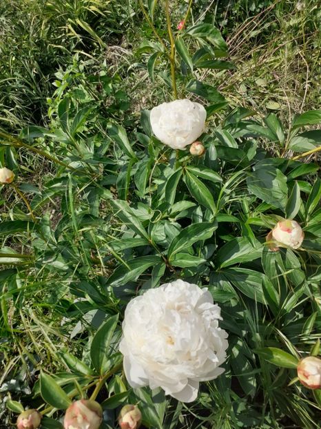  - Mai 2022 volumul 2