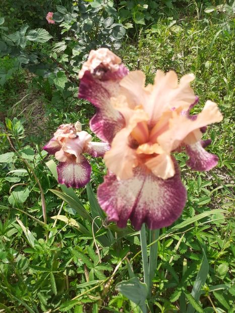  - Mai 2022 volumul 2