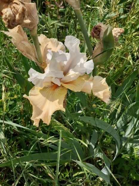  - Mai 2022 volumul 2