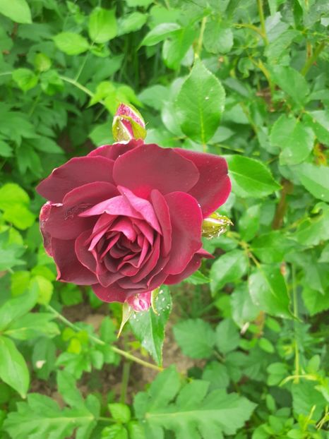  - Mai 2022 volumul 2