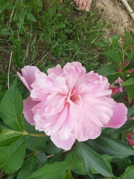  - Mai 2022 volumul 2