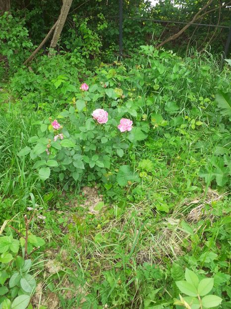  - Mai 2022 volumul 2