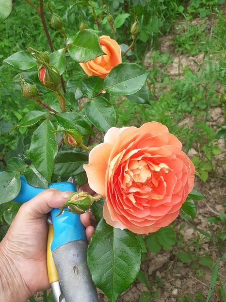  - Mai 2022 volumul 2