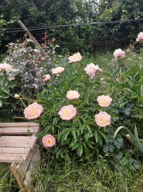  - Mai 2022 volumul 2