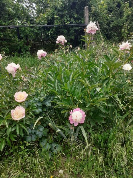  - Mai 2022 volumul 2