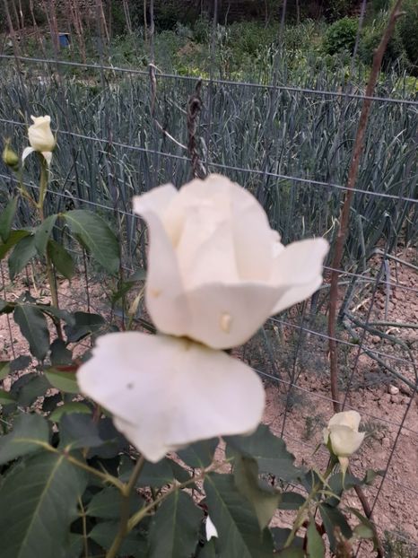  - Mai 2022 volumul 2