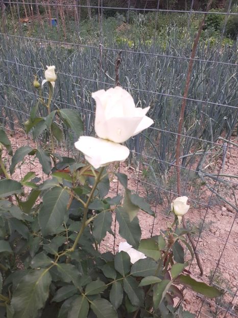  - Mai 2022 volumul 2