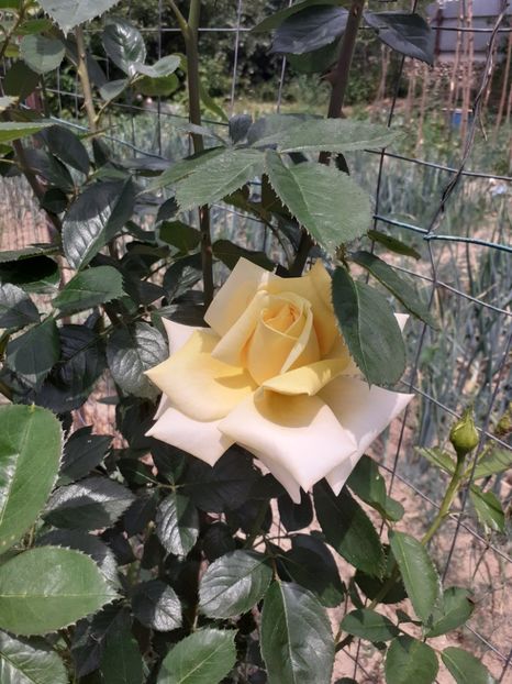  - Mai 2022 volumul 2