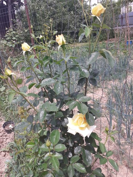  - Mai 2022 volumul 2