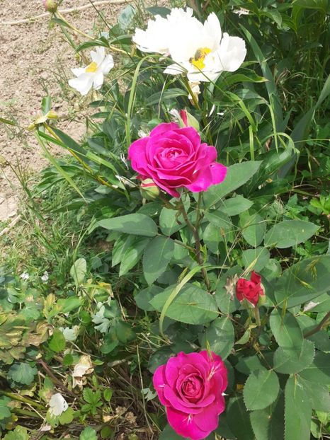  - Mai 2022 volumul 2