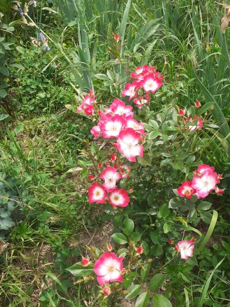  - Mai 2022 volumul 2