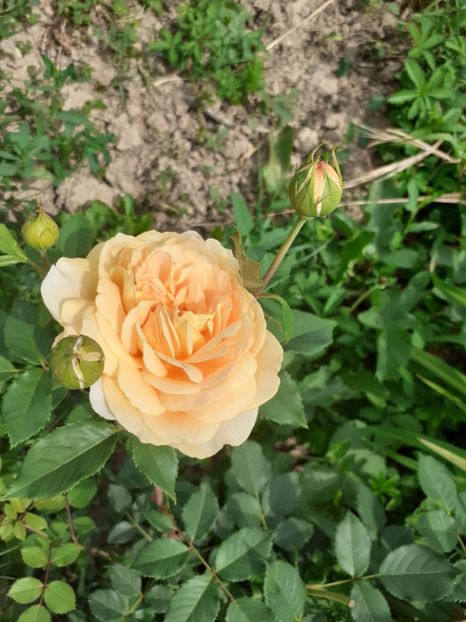  - Mai 2022 volumul 2